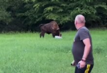 в Беловежской пуще