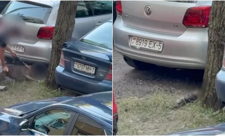 видео гибели кота