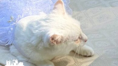 В Гродно ищут необычную невесту