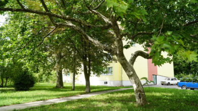 Как законно посадить деревья