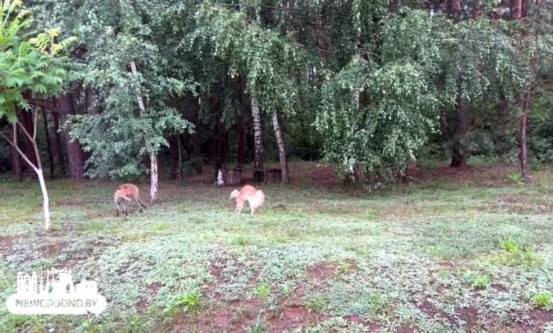 В Гродно на камеру сняли