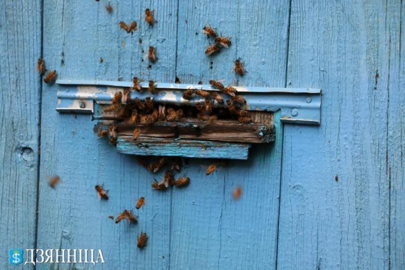 История пчеловода Дмитрия Акуло