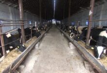 21 корова погибла от удара