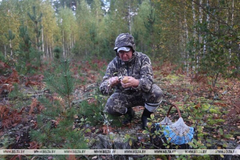 Грибной сезон в разгаре:
