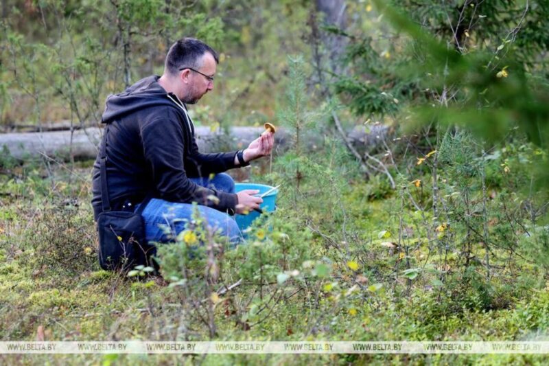 Грибной сезон в разгаре: