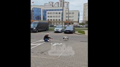 История спасения аиста