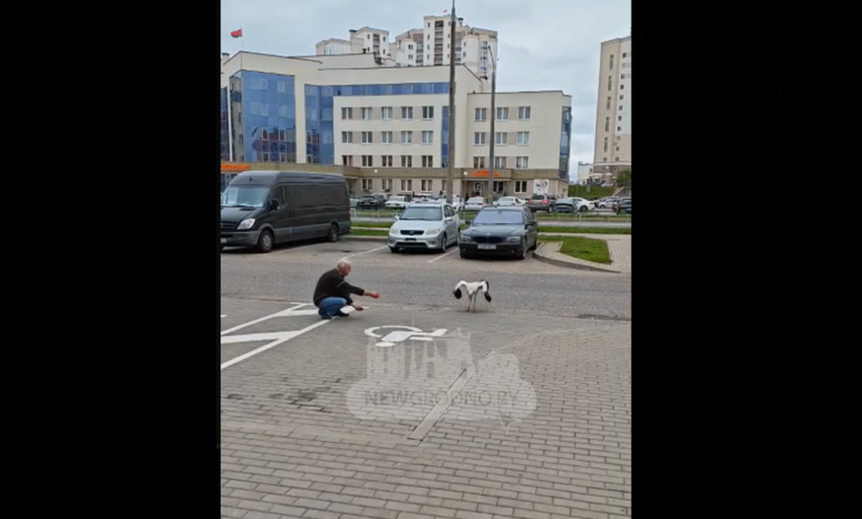 История спасения аиста