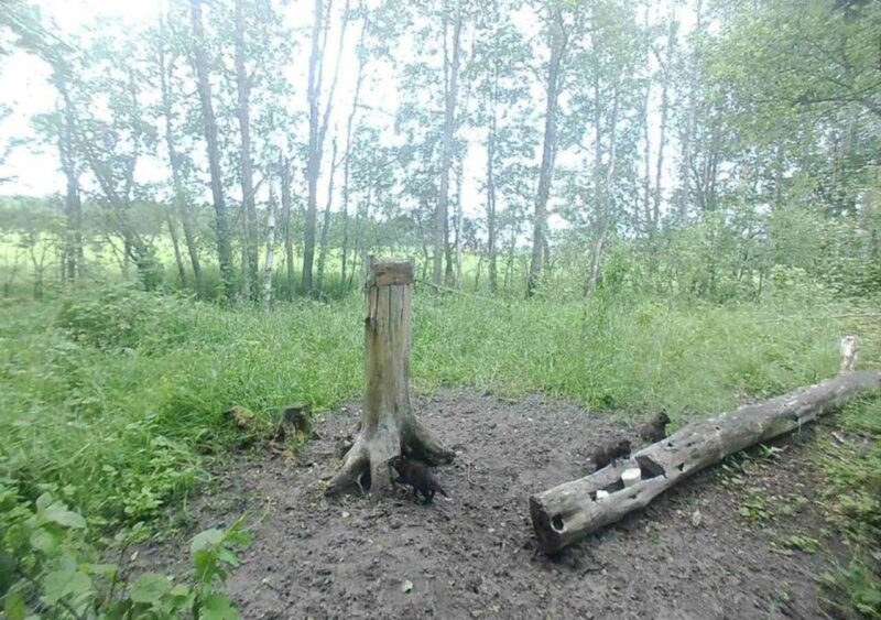 Тайная жизнь леса: что сняли
