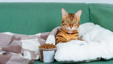 какие