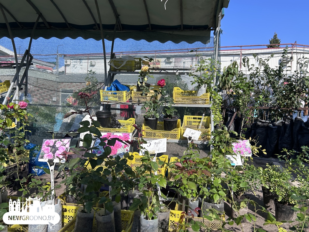 Что продают осенью на гродненских рынках
