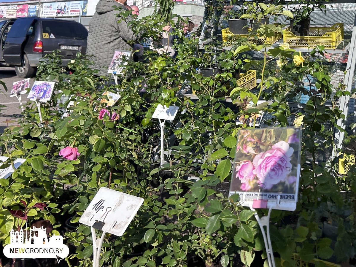 Что продают осенью на гродненских рынках