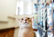 Кота обвинили