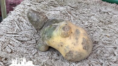 Под Гродно выкопали картофелину в форме черепахи