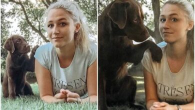 30 фото с собаками