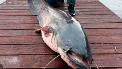 под Минском