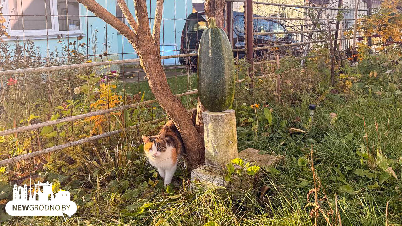 На даче под Гродно