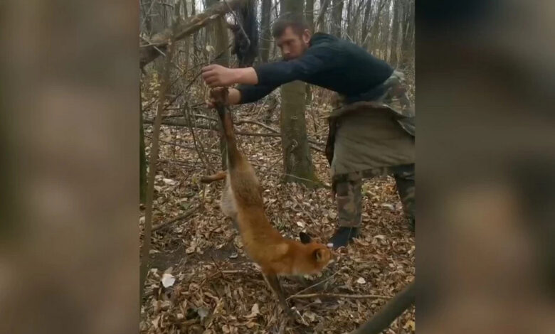 Под Гомелем спасли лису